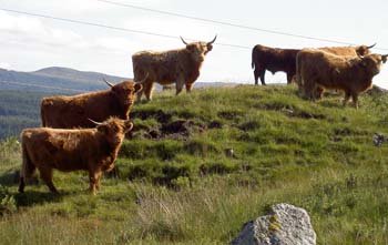 Web Highlandcattle.jpg