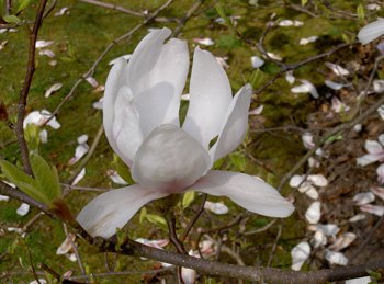 web-magnolia.jpg