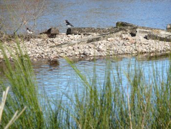 web-oystercatchers.jpg