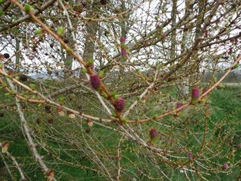 web-buds